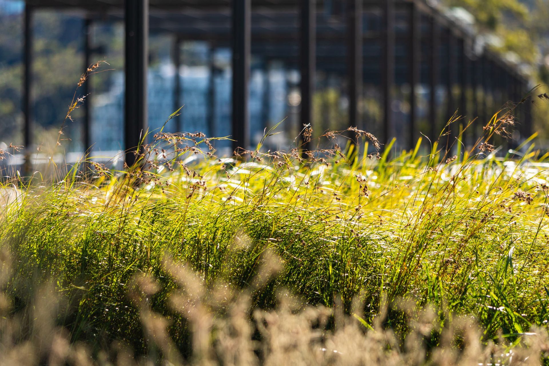 Waverton Coal Loader