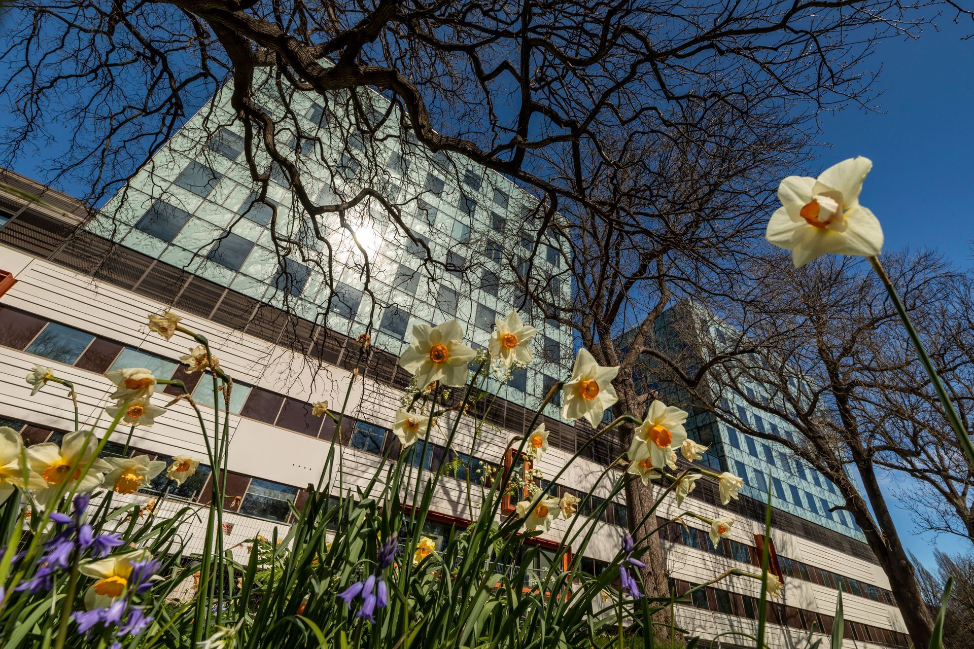 Christchurch Hospital Waipapa