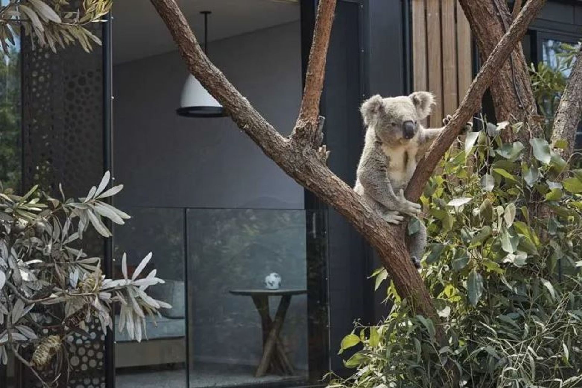 Wildlife Retreat at Taronga Zoo