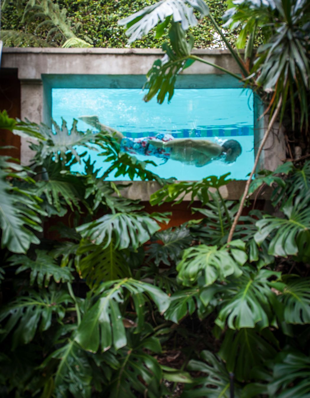 Kohimaramara Garden &amp; Green Wall