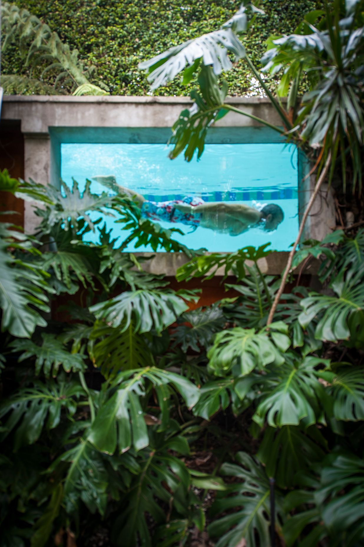 Kohimaramara Garden & Green Wall