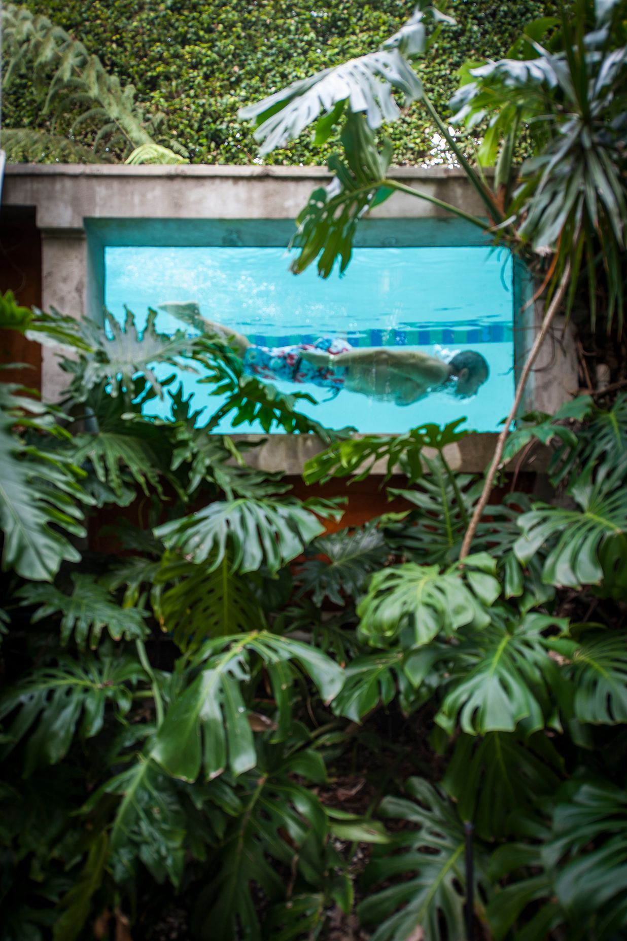 Kohimaramara Garden &amp; Green Wall