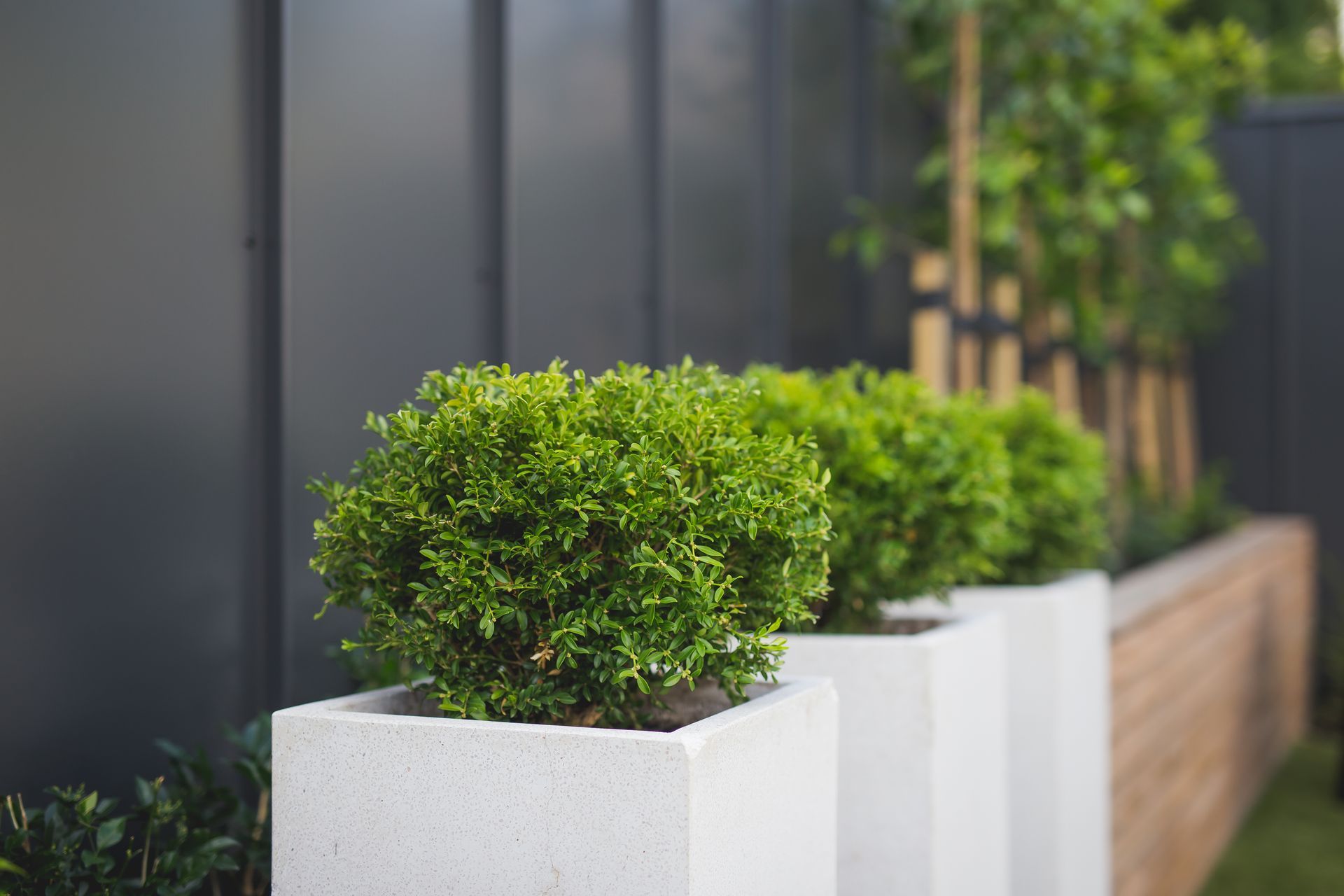 100 Year Old Charmer