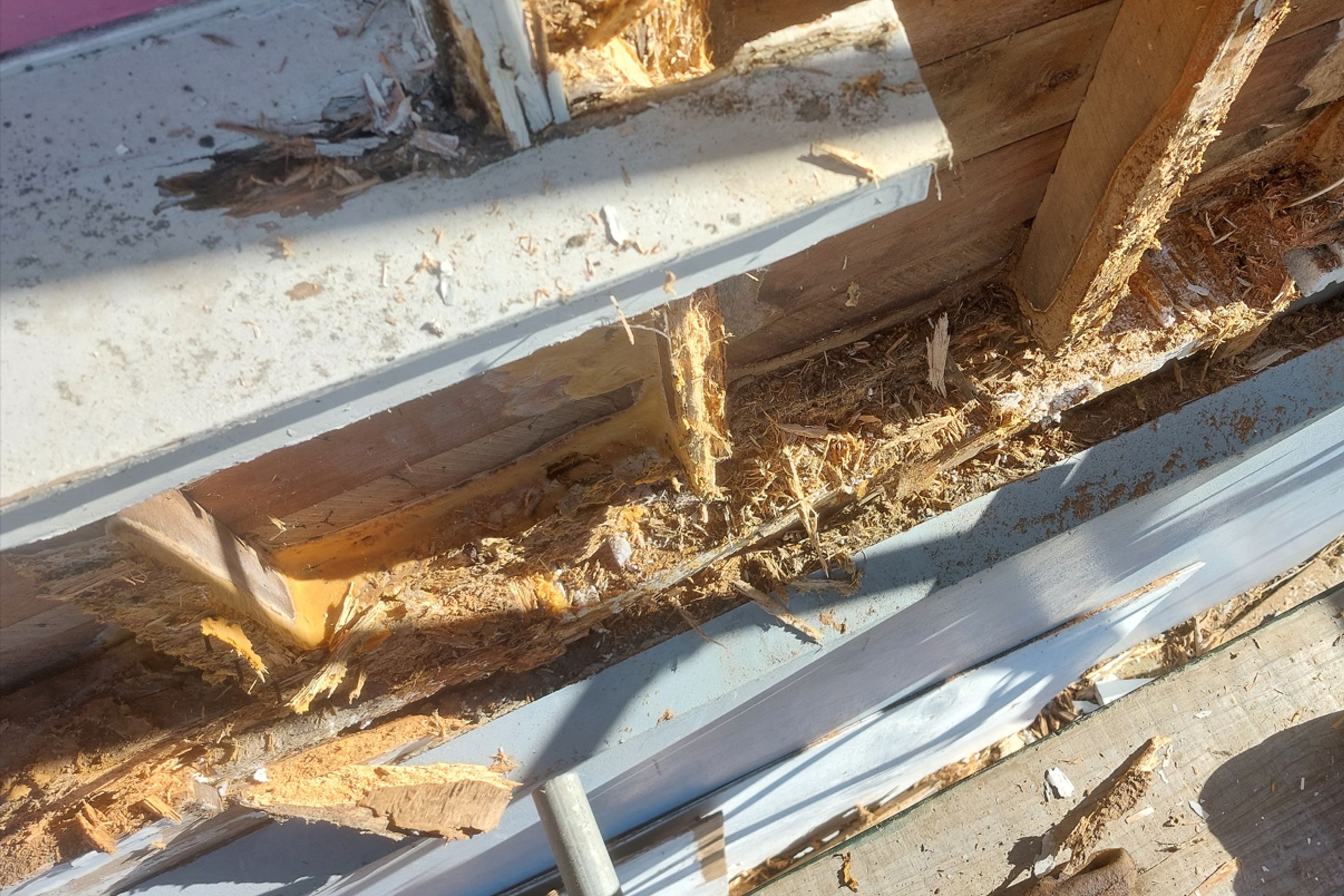 A37-9-Fifield-St-Rosyln-Dunedin-Removing-rotten-weatherboards-to-reveal-rotten-studs-to-repair-JDBuilders.jpg