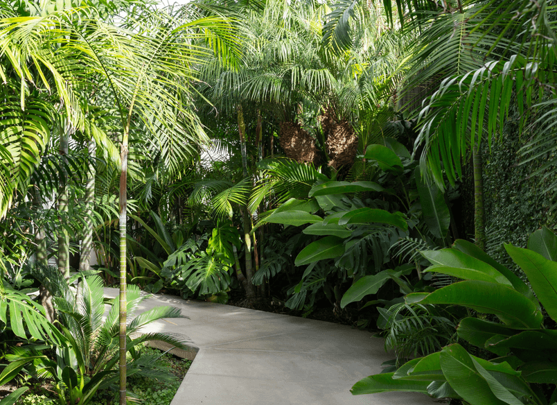 Jungle House