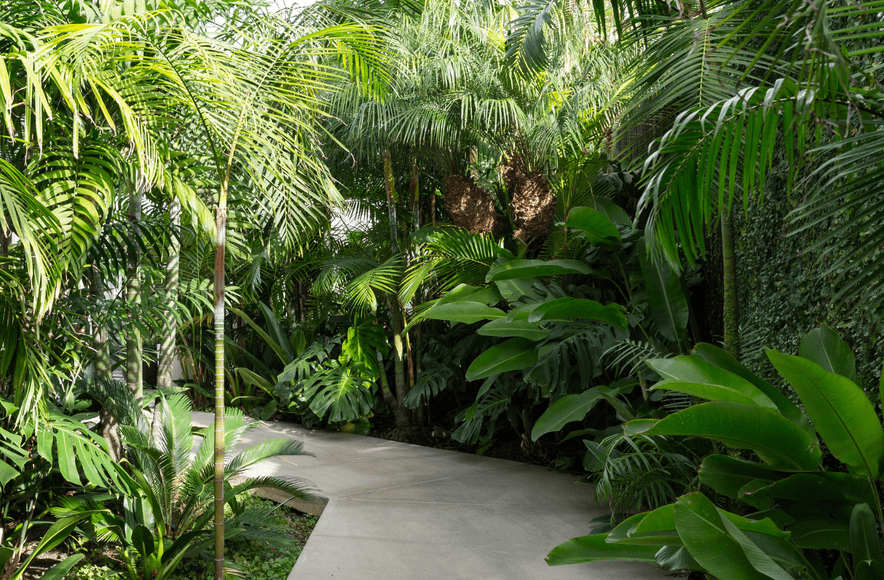 Jungle House