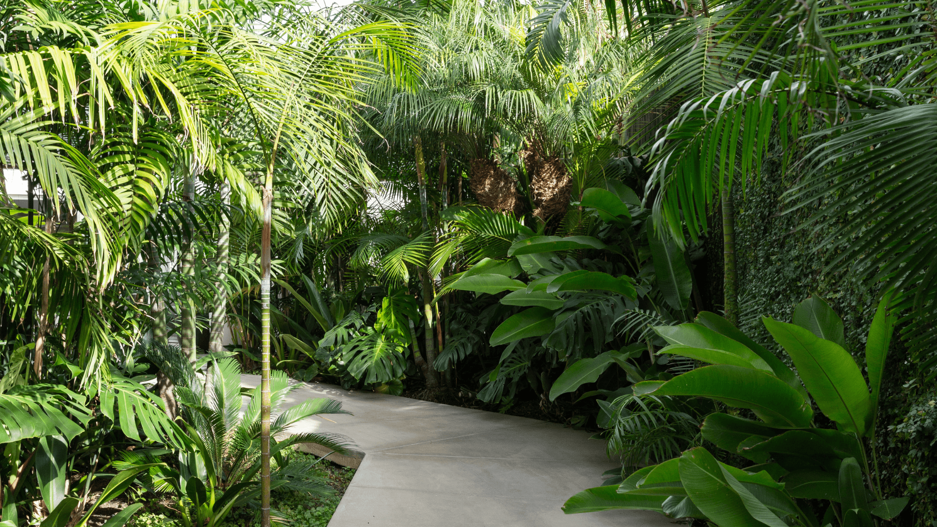 Jungle House banner