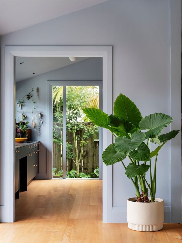 Bright contemporary interior view through a wide white-trimmed opening into a compact kitchen and glazed garden doorway. Pale blue-grey walls, light timber flooring, dark cabinetry with brass knobs, and abundant tropical indoor planting create a fresh, natural atmosphere.