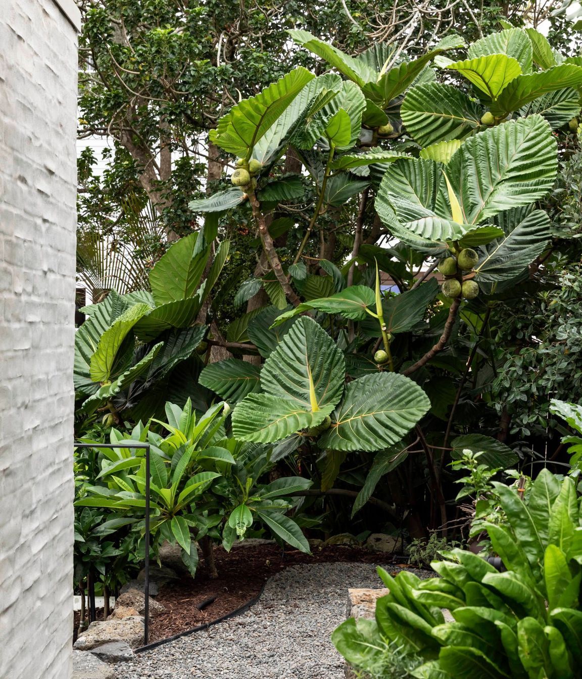 Under Ivy