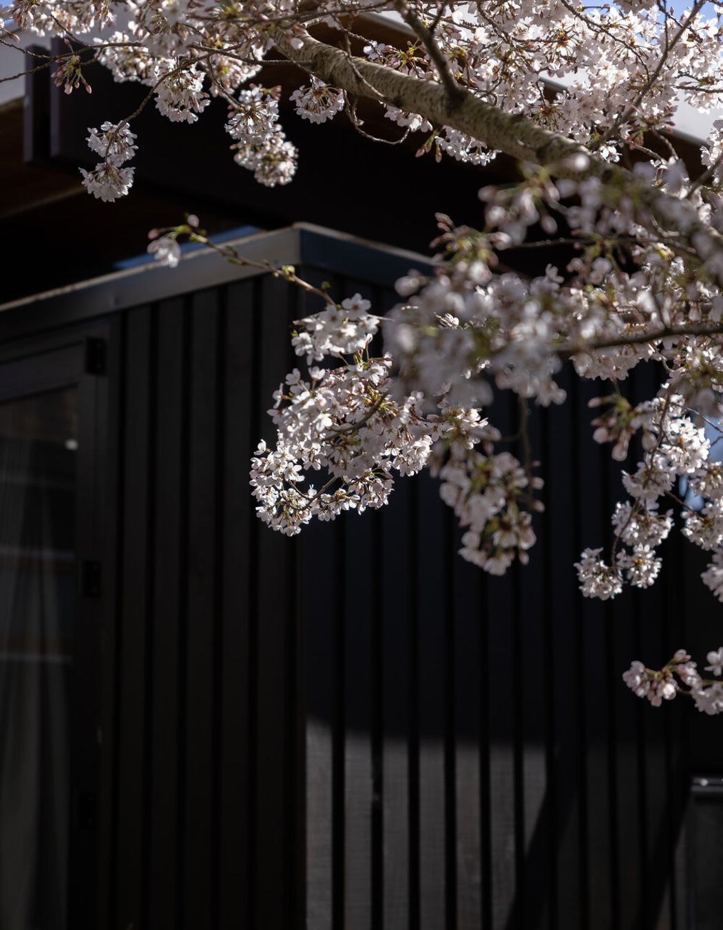 Mid-Century Renovation