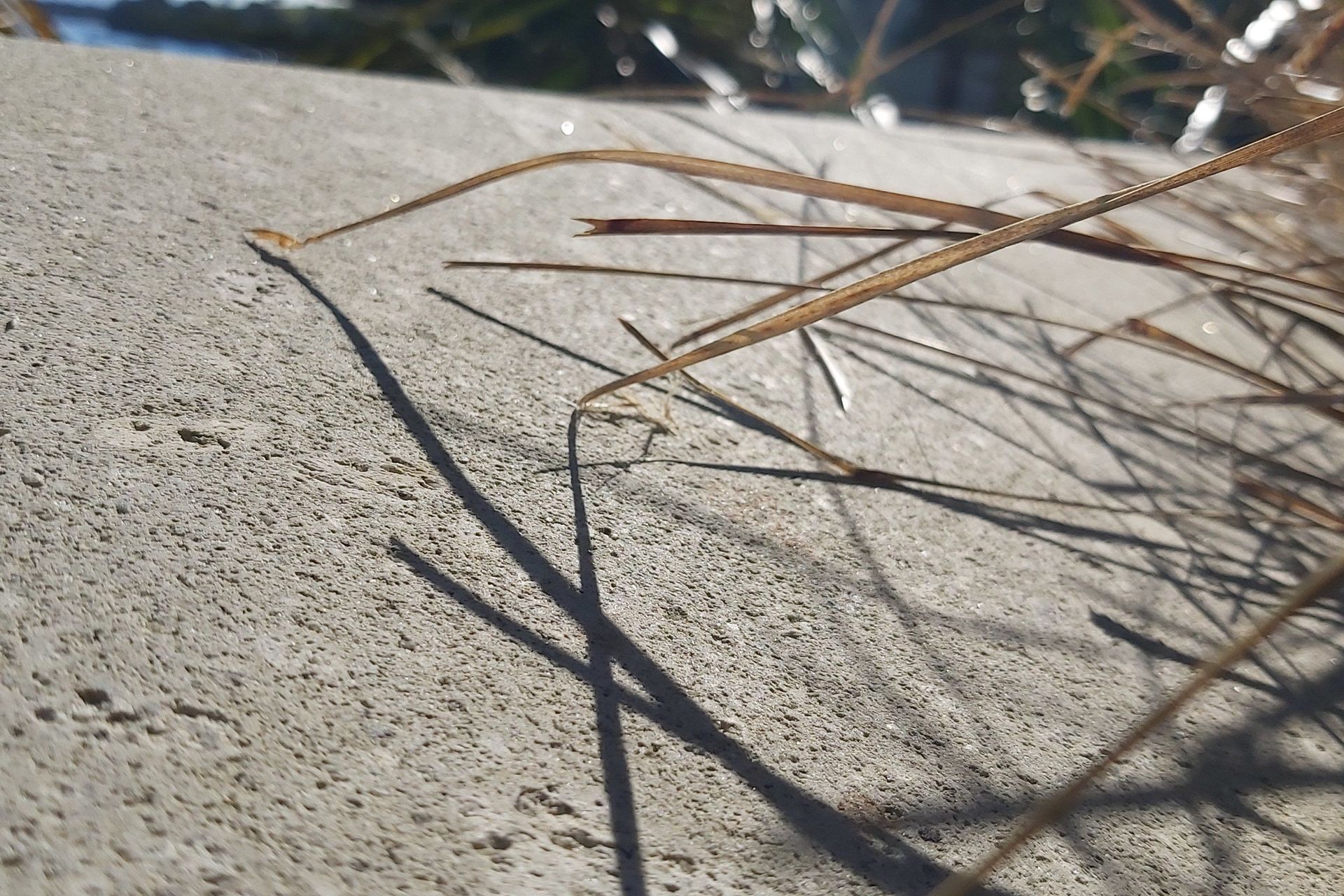 Hinuera Stone lichen and mold removal