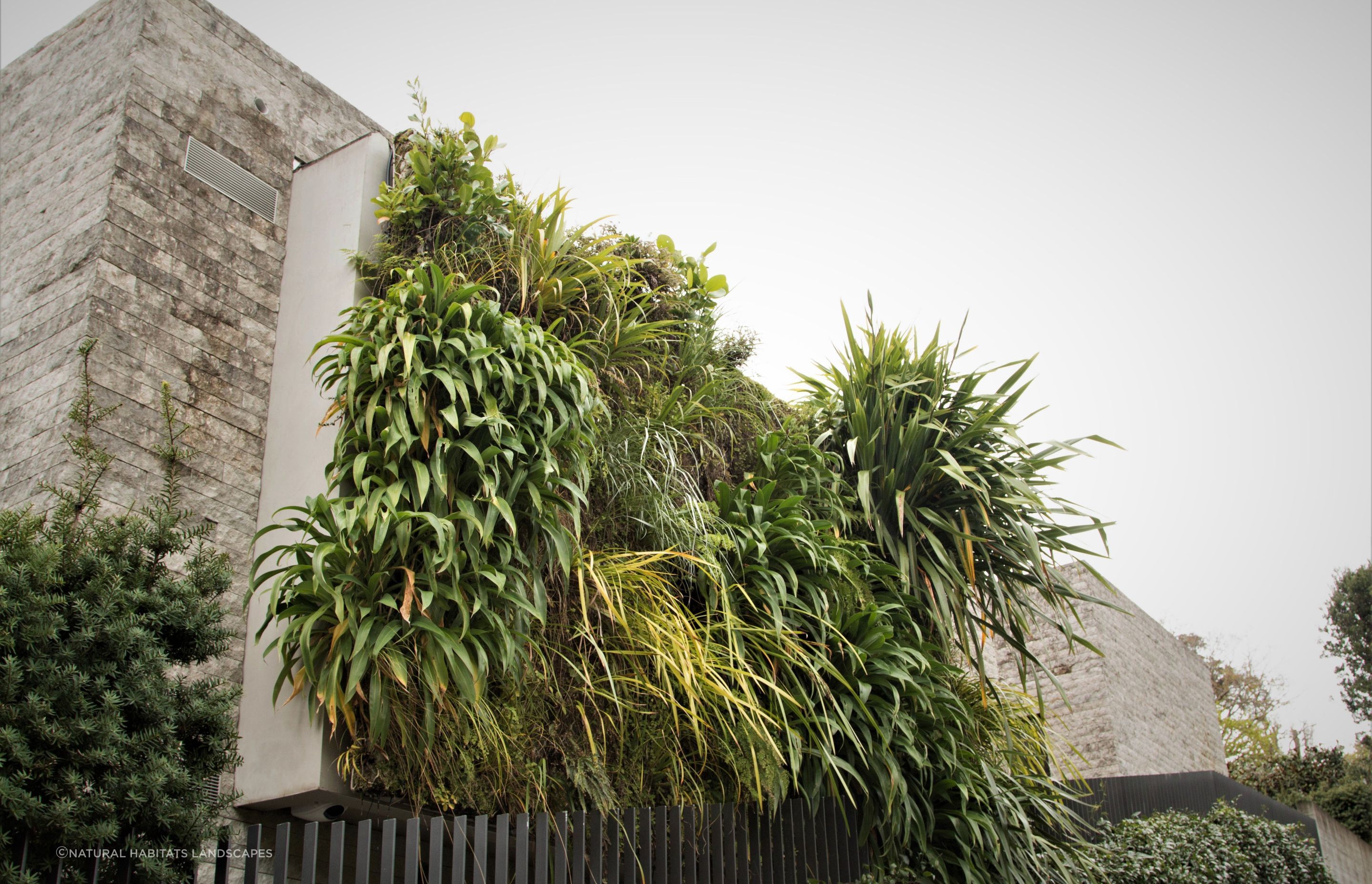 Parnell Green Wall