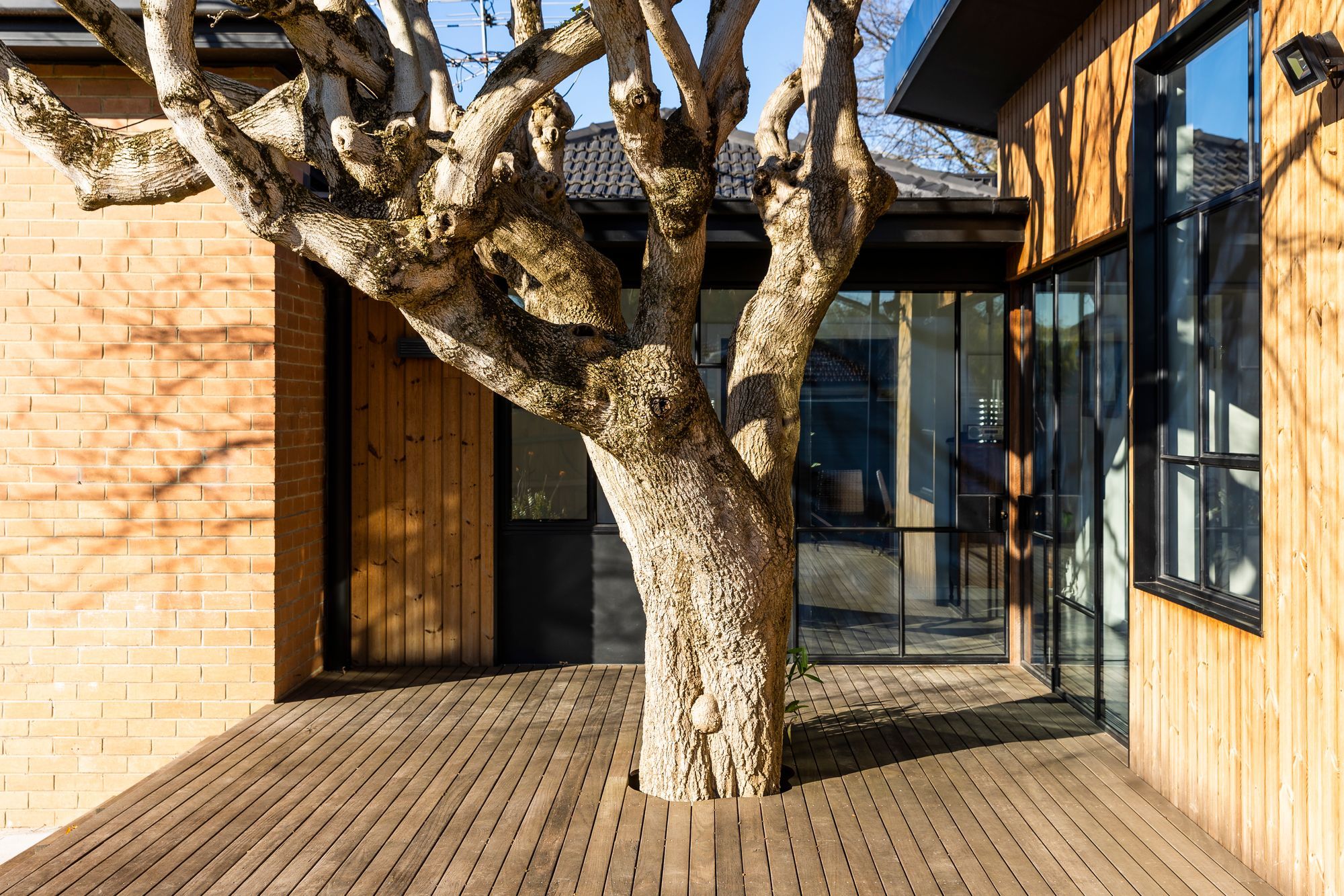 The existing large deciduous tree is the star of the new entertaining deck and rear extension