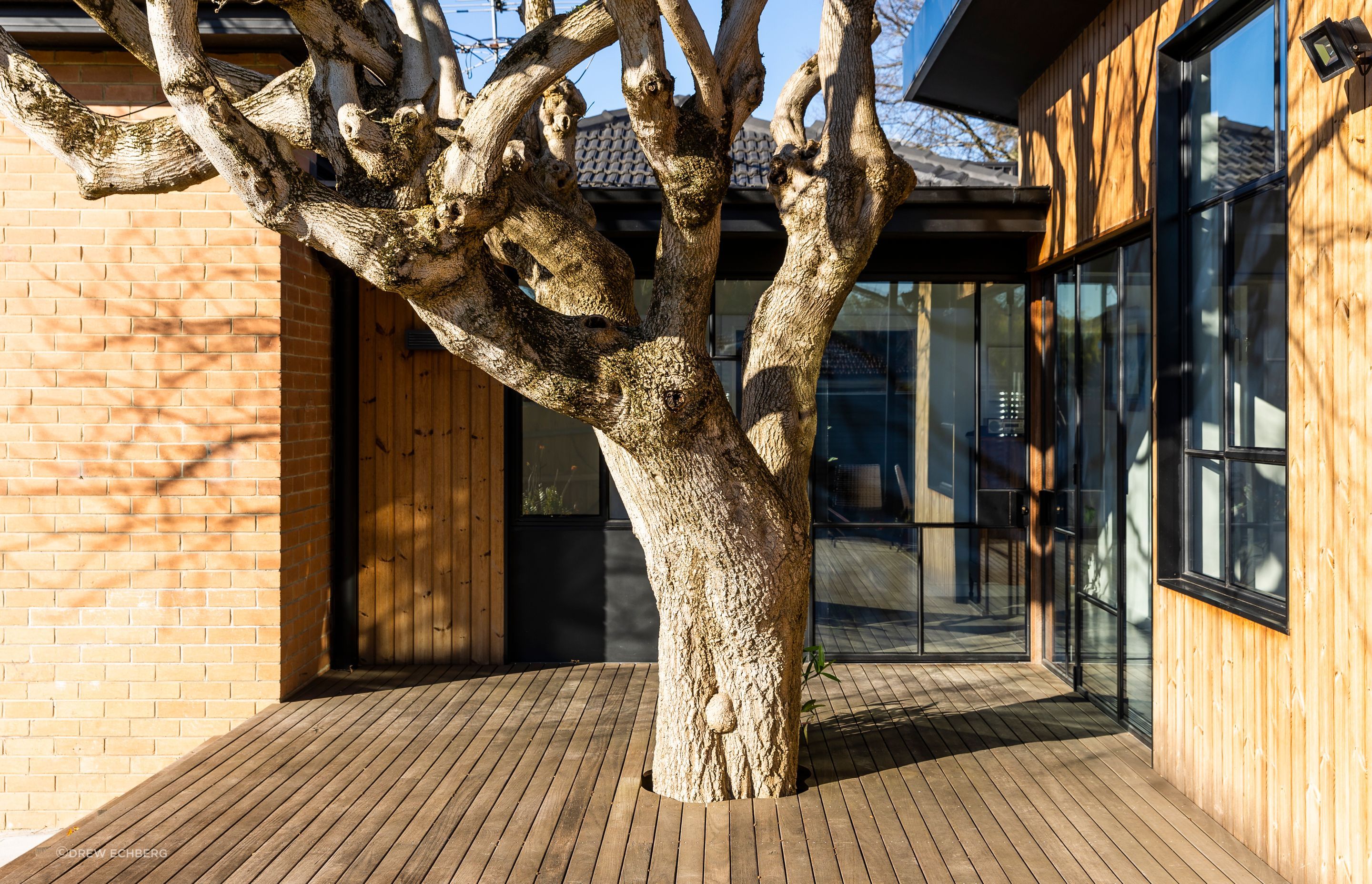 The existing large deciduous tree is the star of the new entertaining deck and rear extension