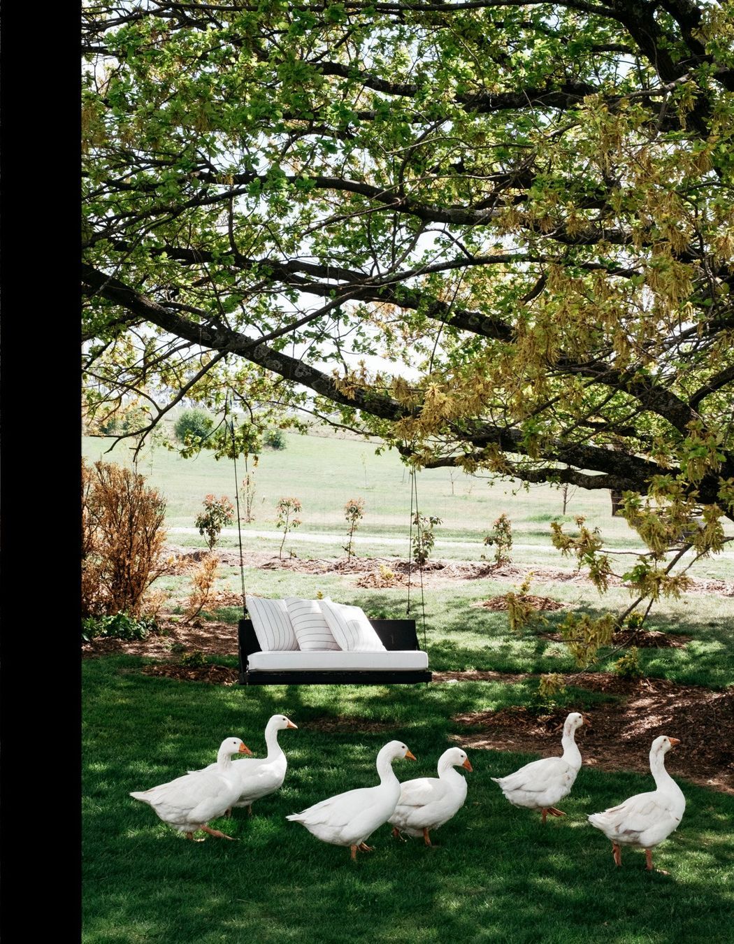 Rosedale Farm Stay locals enjoying the luscious grounds