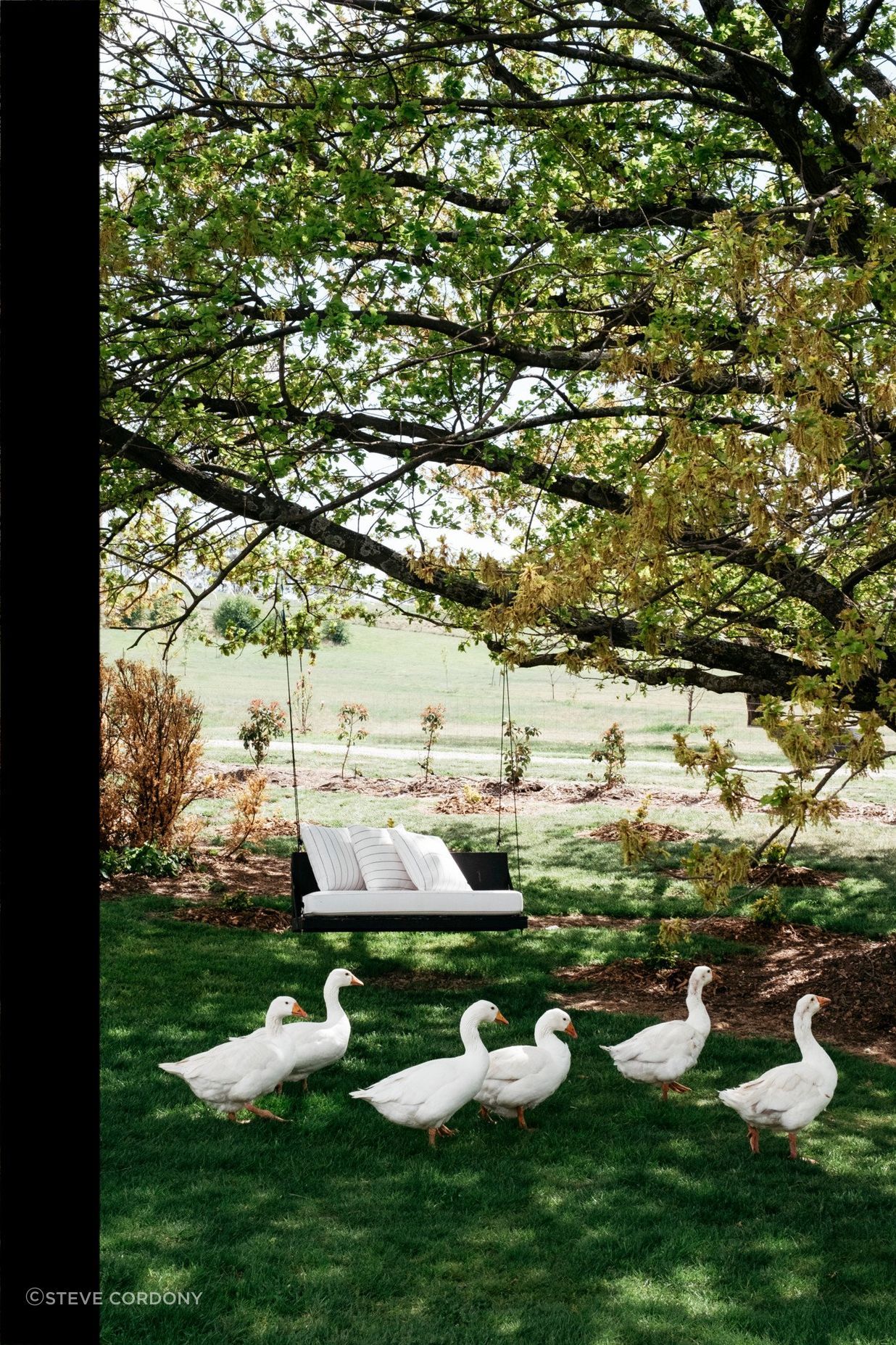 Rosedale Farm Stay locals enjoying the luscious grounds