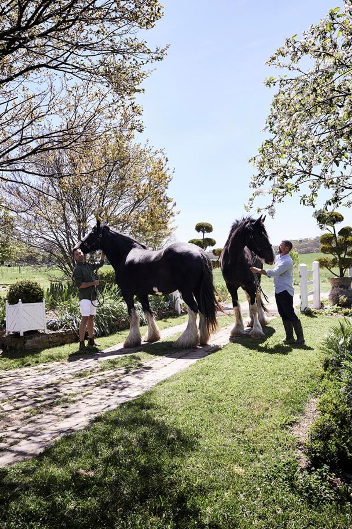 Beautiful resident shire horses, Ebony and Brave