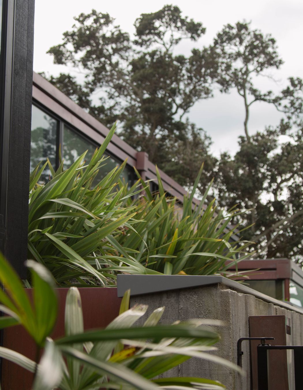 Takapuna Green Roof