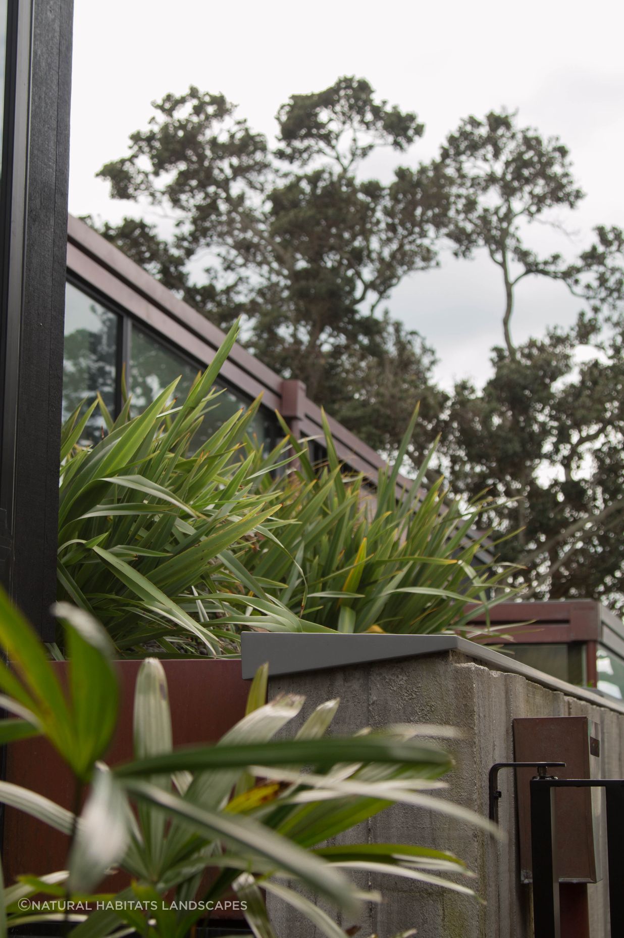 Takapuna Green Roof