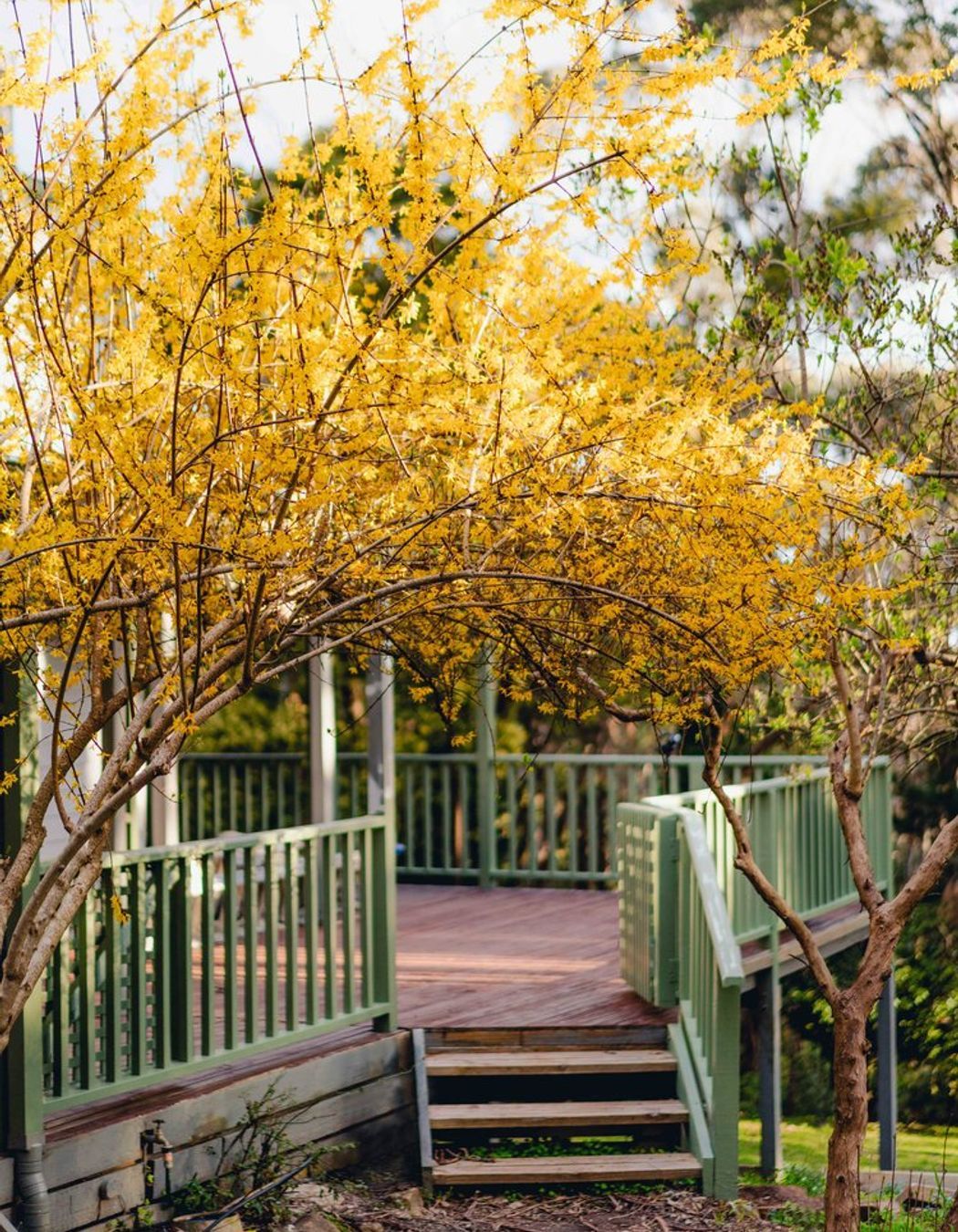 Mt Macedon