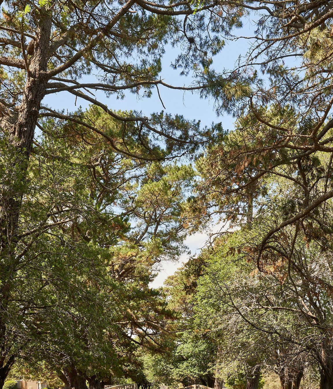 pvStdiuo-Dewar-Sutton-Forest-0046.jpg