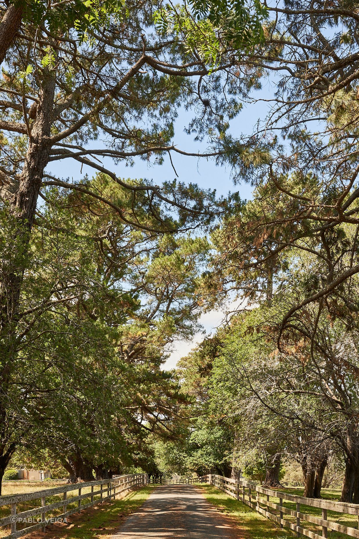pvStdiuo-Dewar-Sutton-Forest-0046.jpg