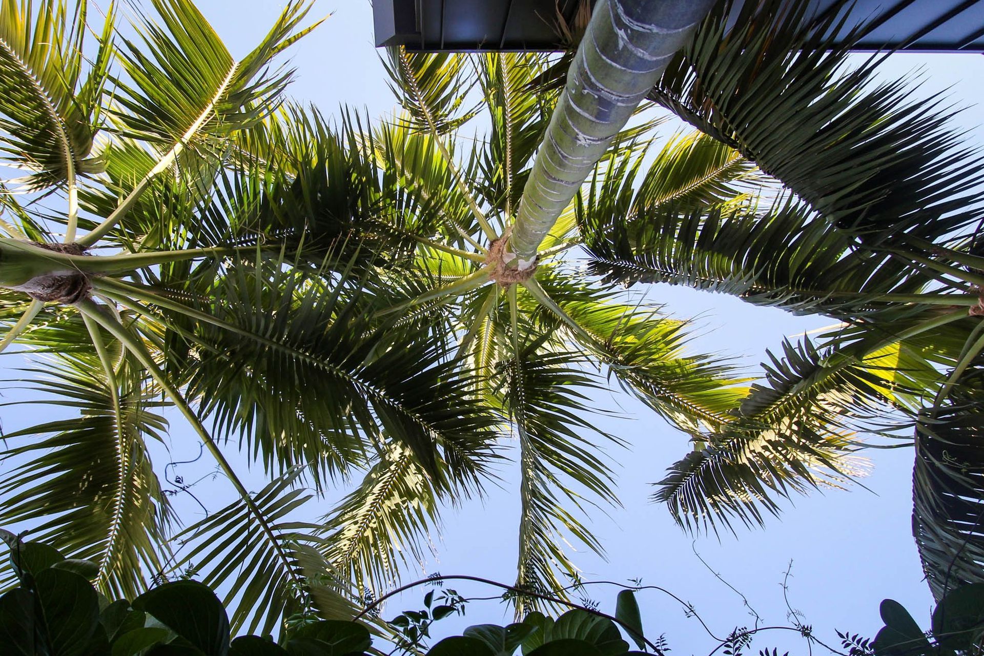 M Residence - Garden. Looking up through palm fronds to the sky.