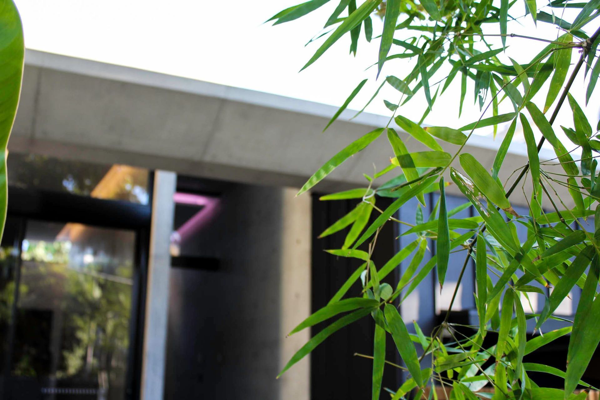 McGovern Residence - Exterior. Concrete canopy and glazing behind soft bamboo.