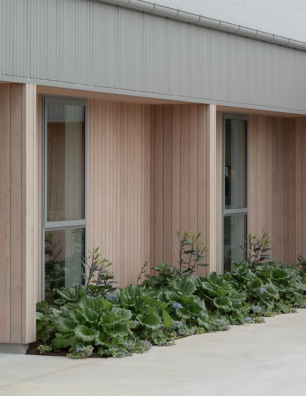 Close-up exterior view of a contemporary building facade with vertical pale timber cladding, narrow grey-framed windows, a light grey corrugated metal upper wall and roof edge with guttering. Dense low planting borders a smooth concrete pathway in the foreground.