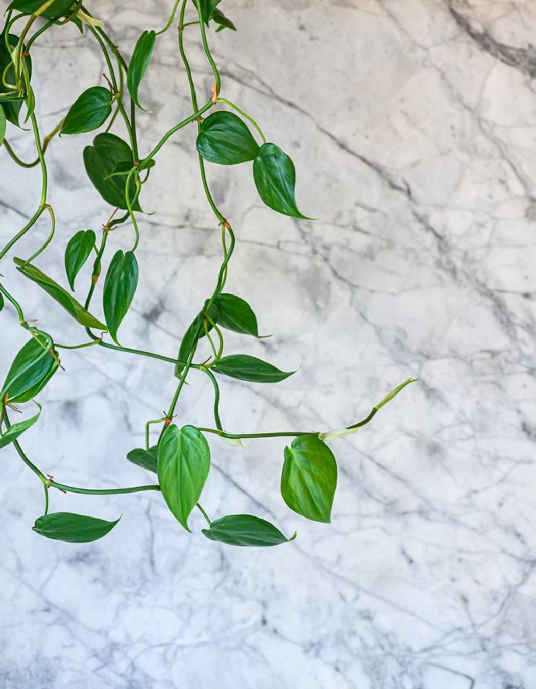 Kotuku Place Kitchen, Matua, Tauranga