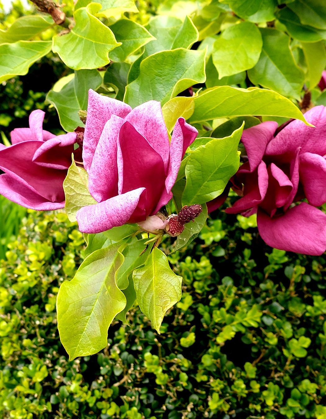 Newmarket Garden