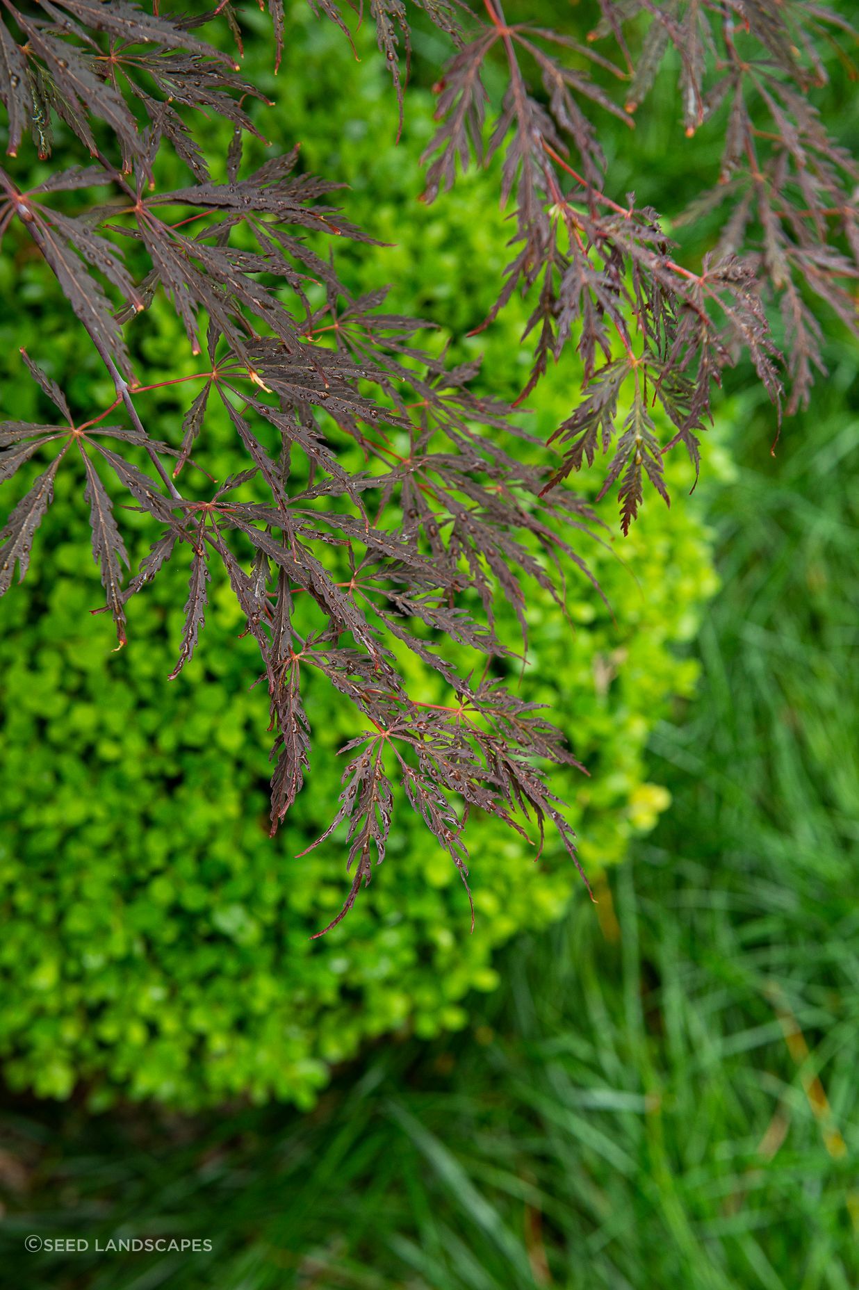 Herne Bay Garden