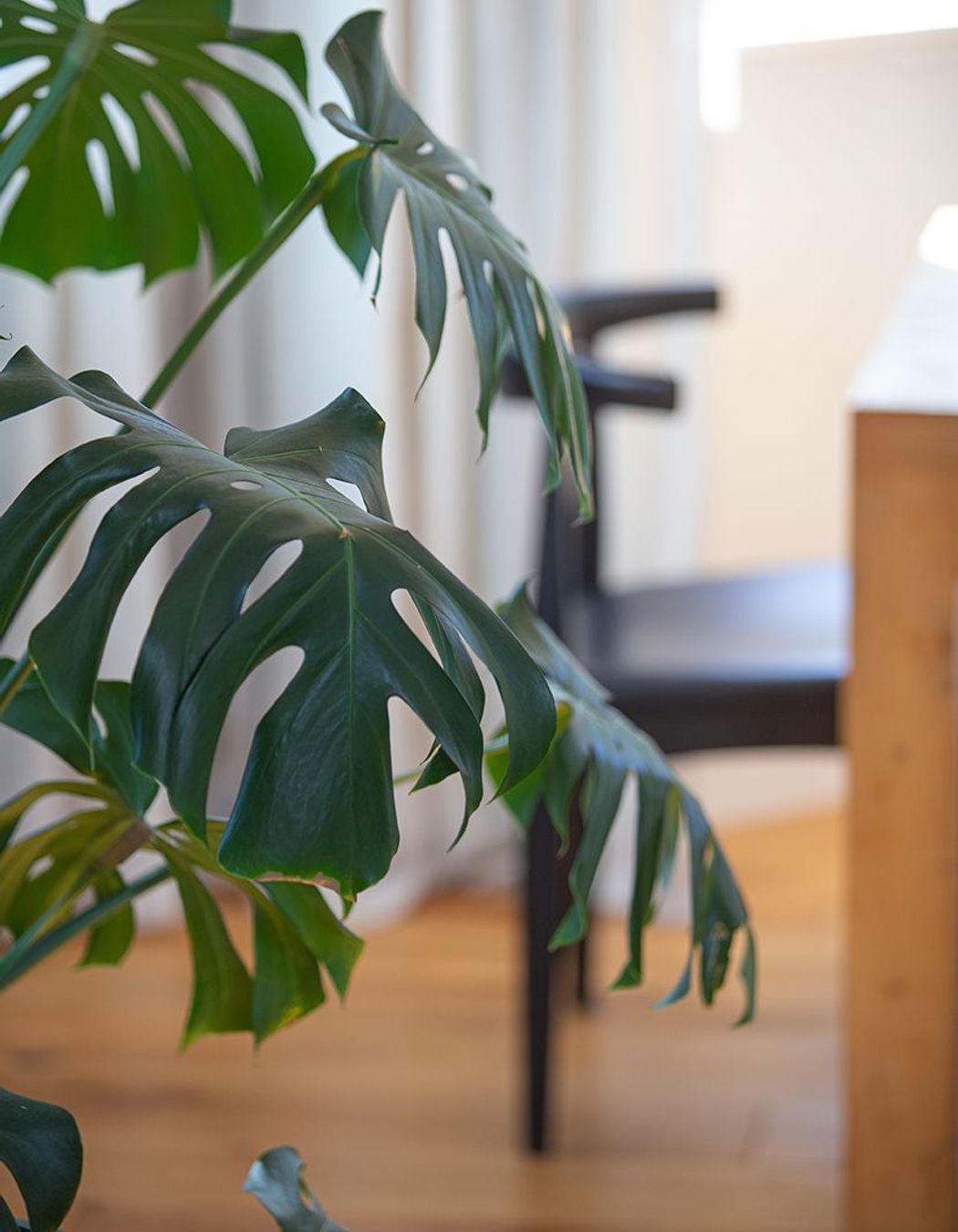 Obligatory Monstera Deliciosa.