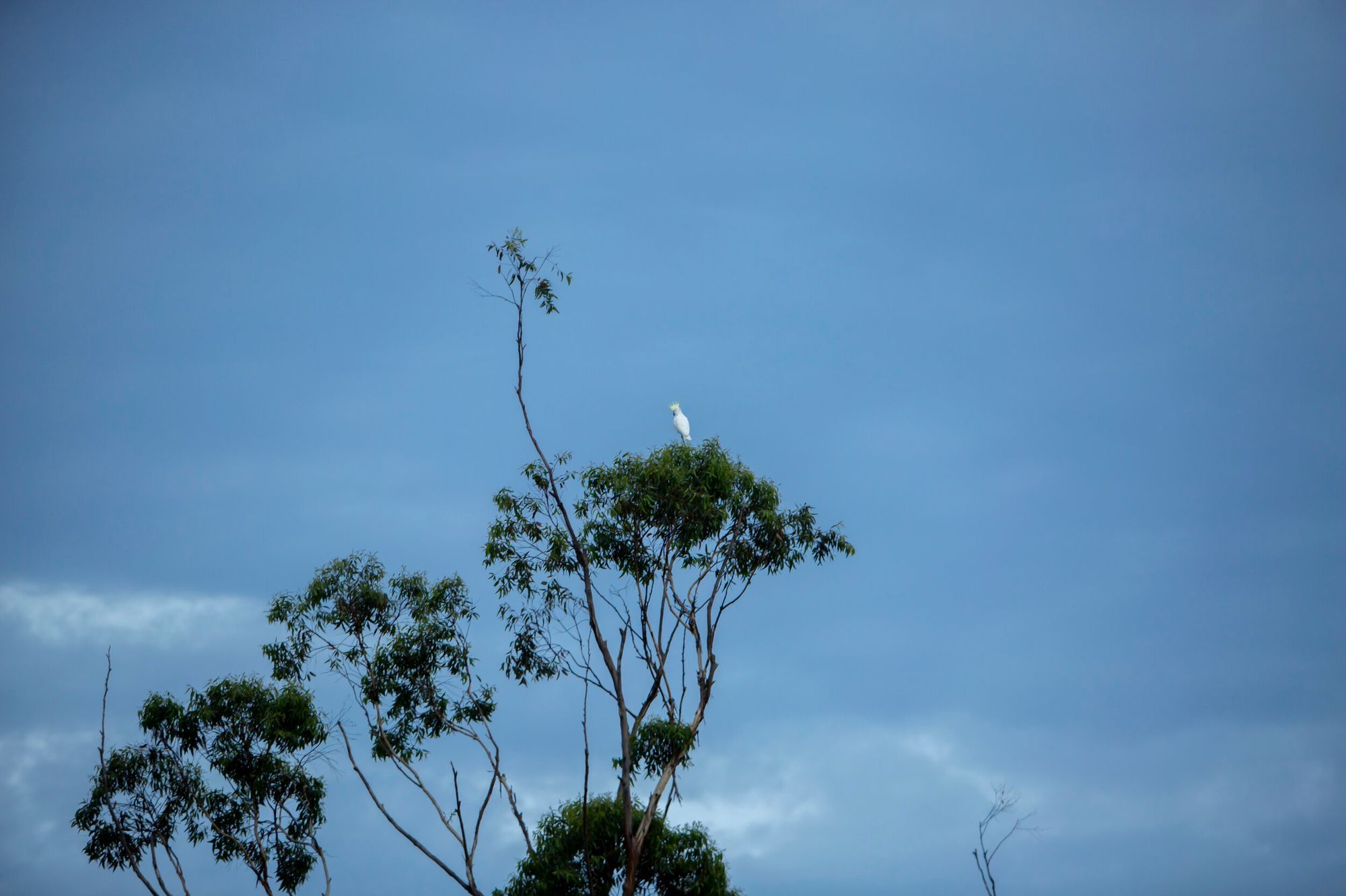 Blade House Tamborine Mountain