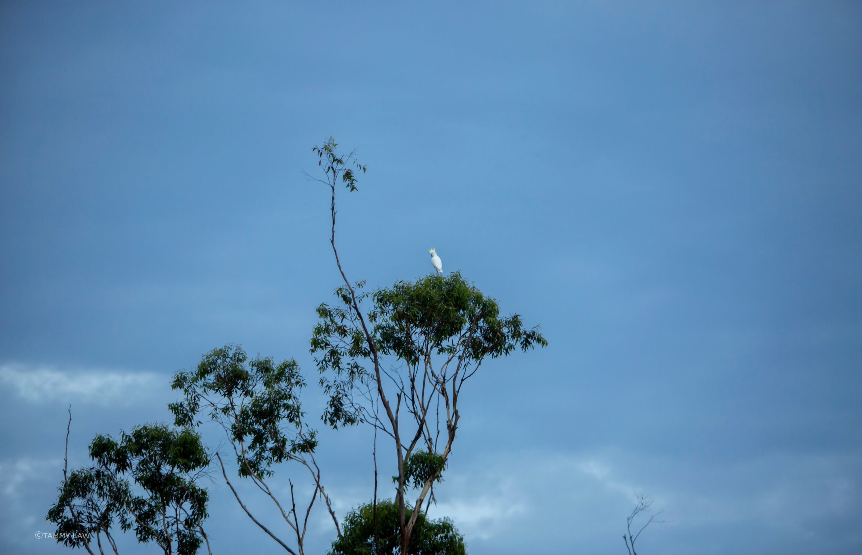 Blade House Tamborine Mountain