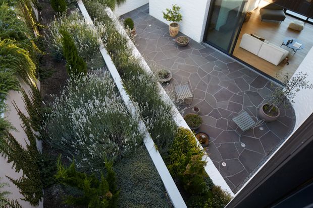 Elevated view of a landscaped courtyard terrace beside a contemporary white-brick residence. The paved outdoor area uses irregular dark stone slabs with light grout lines and includes potted plants, timber lounge chairs, and a glimpse of a light-filled living room through large sliding glazing. Dense, layered planting borders the terrace and a white dividing wall runs through the garden.