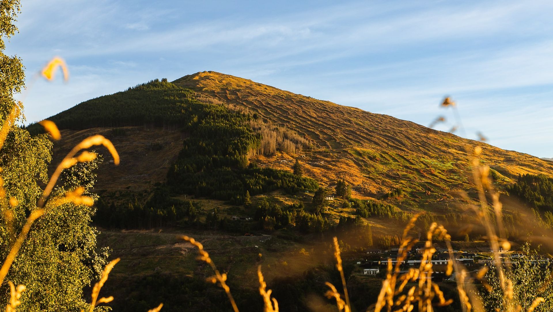 Treespace - Wakatipu banner