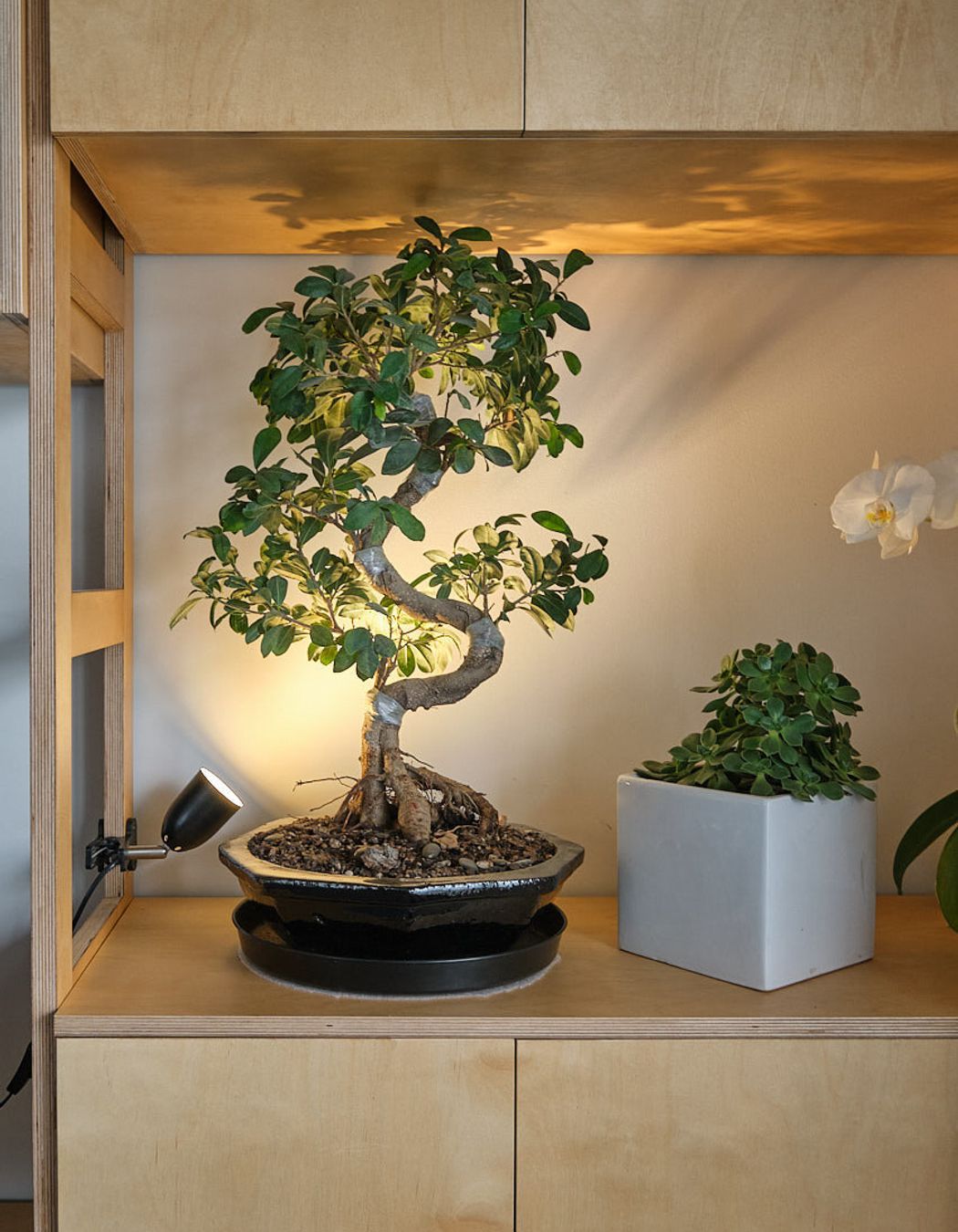 Bespoke book case Wellington