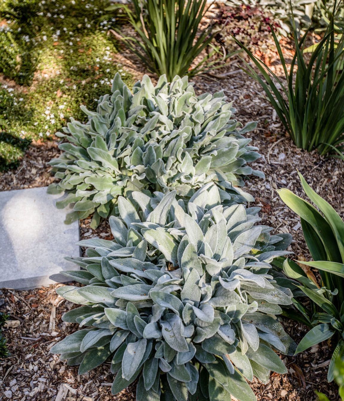 Blenheim Garden