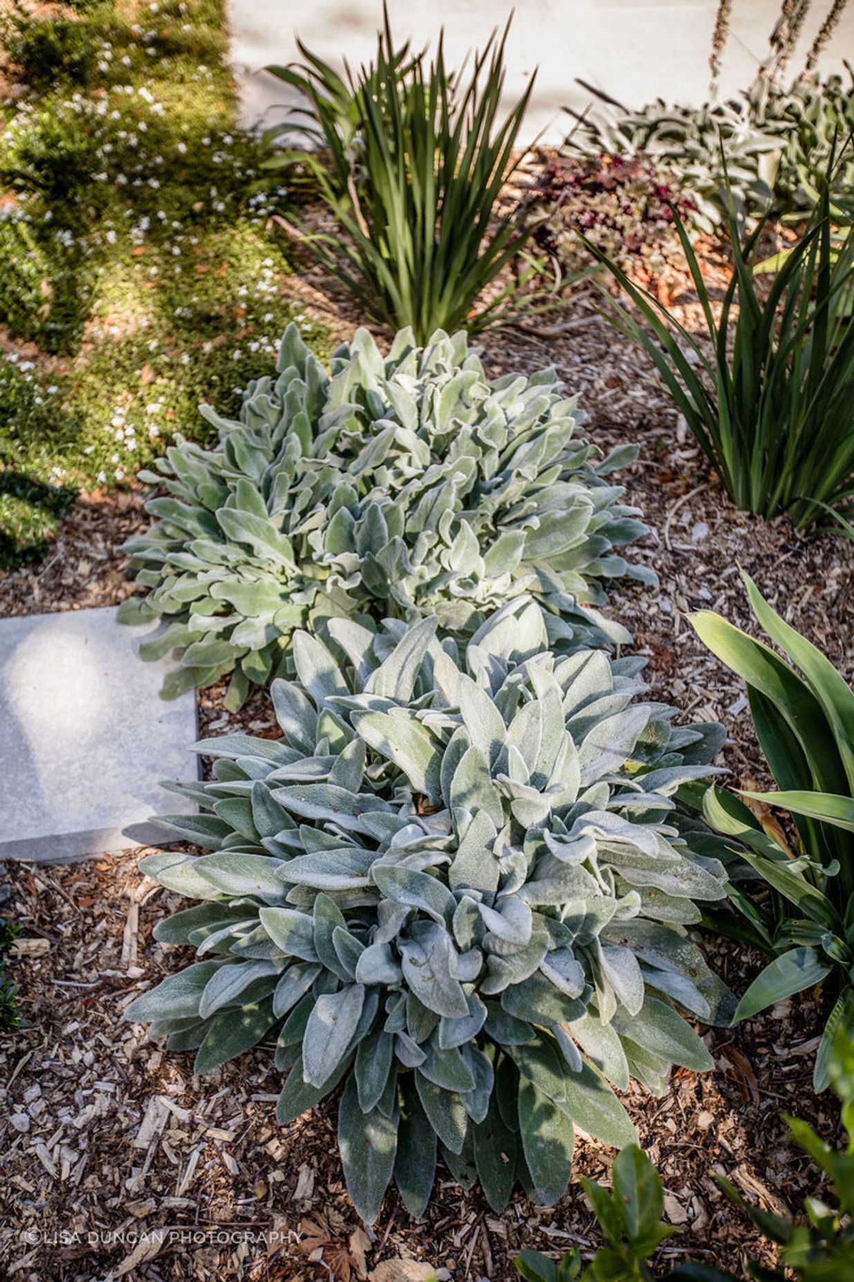 Blenheim Garden