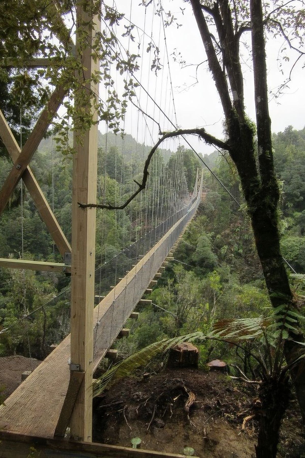 The-Timber-Trail1-standard-v2-2x.jpg