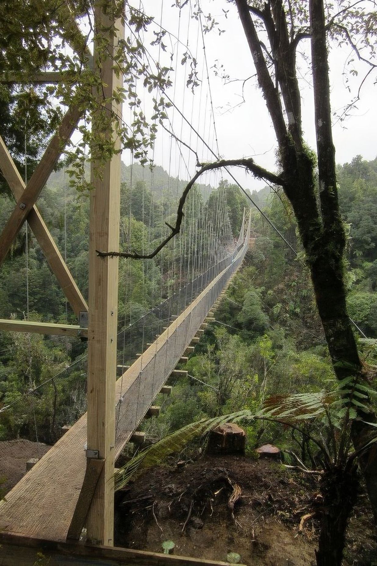 The-Timber-Trail1-standard-v2-2x.jpg