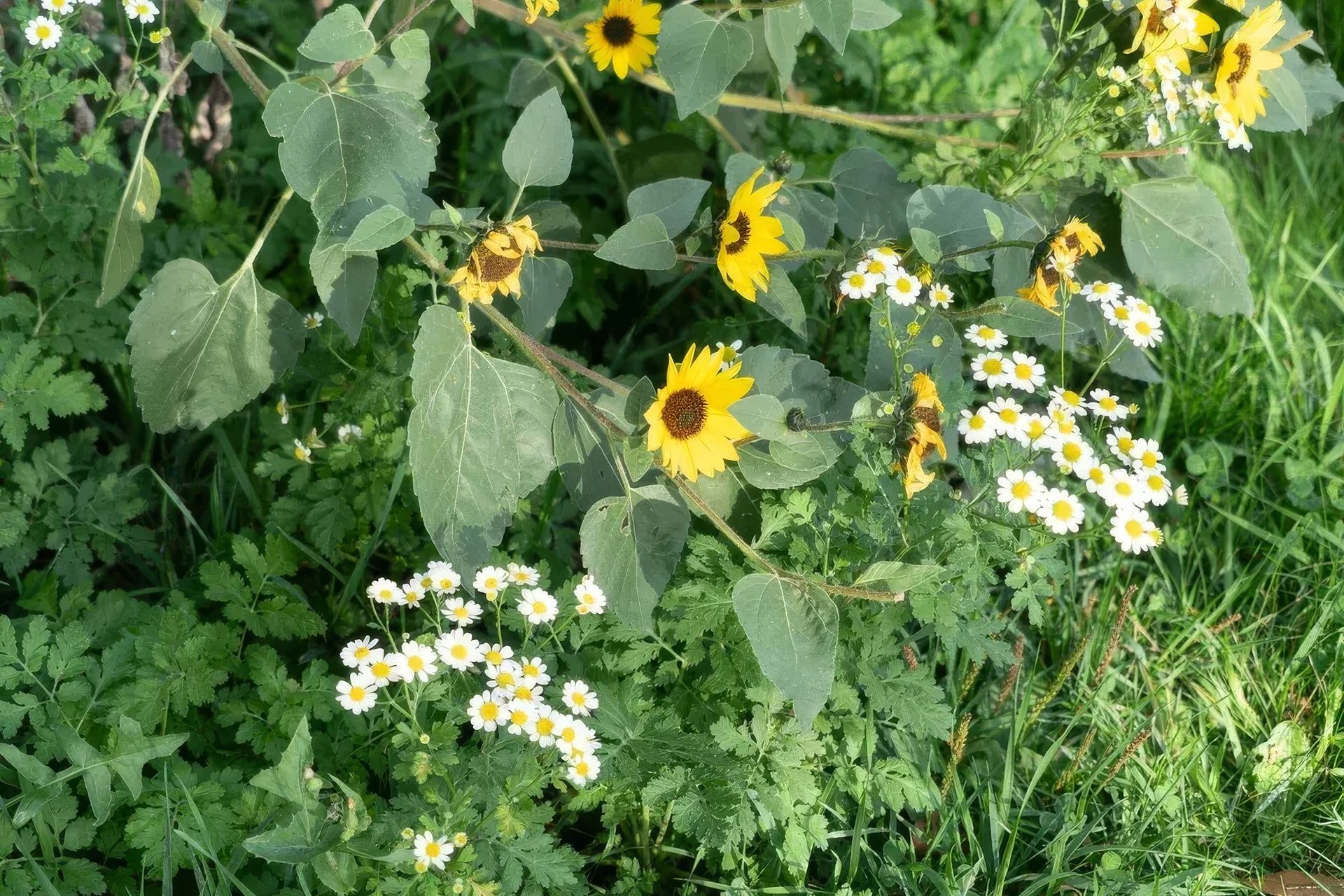 imgi88StudioCampo-JuniperFarmstead-Sept2025-08-ap-compressed-upscaled-by-Replicate.jpg