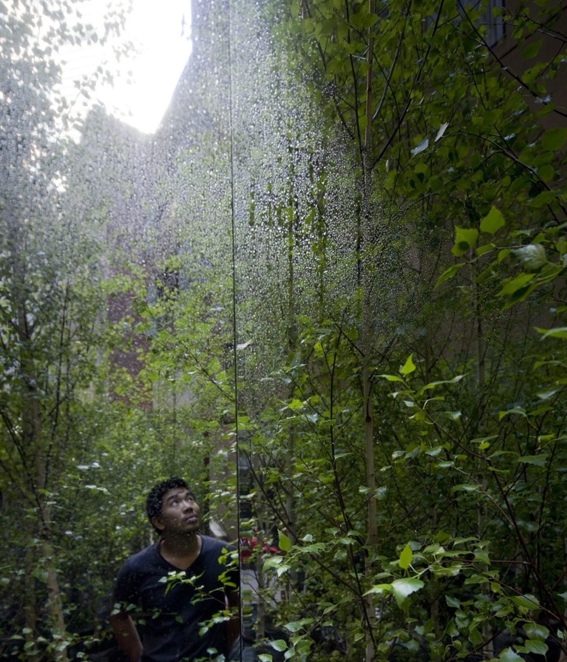 Infinity Forest
