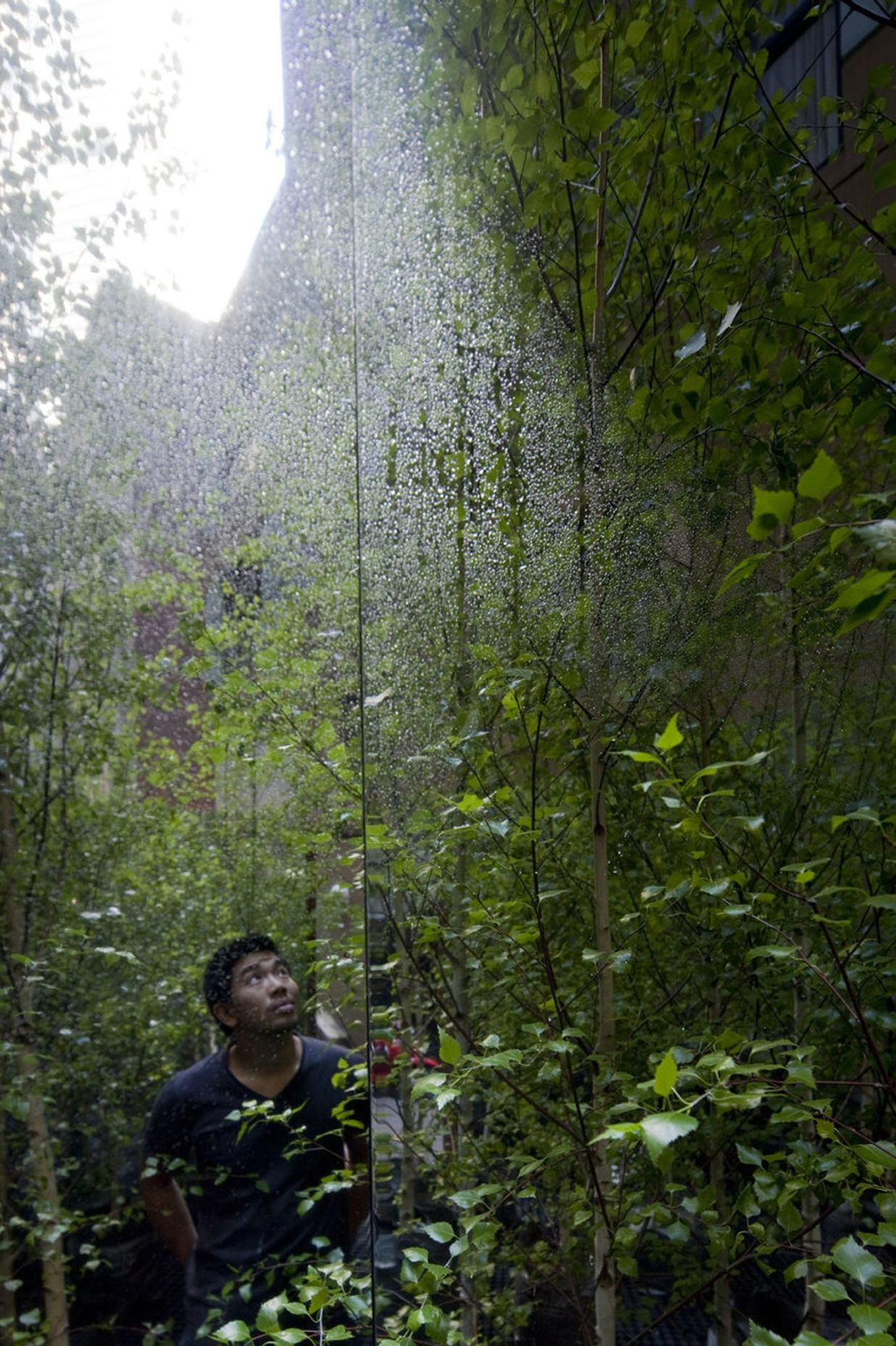 Infinity Forest