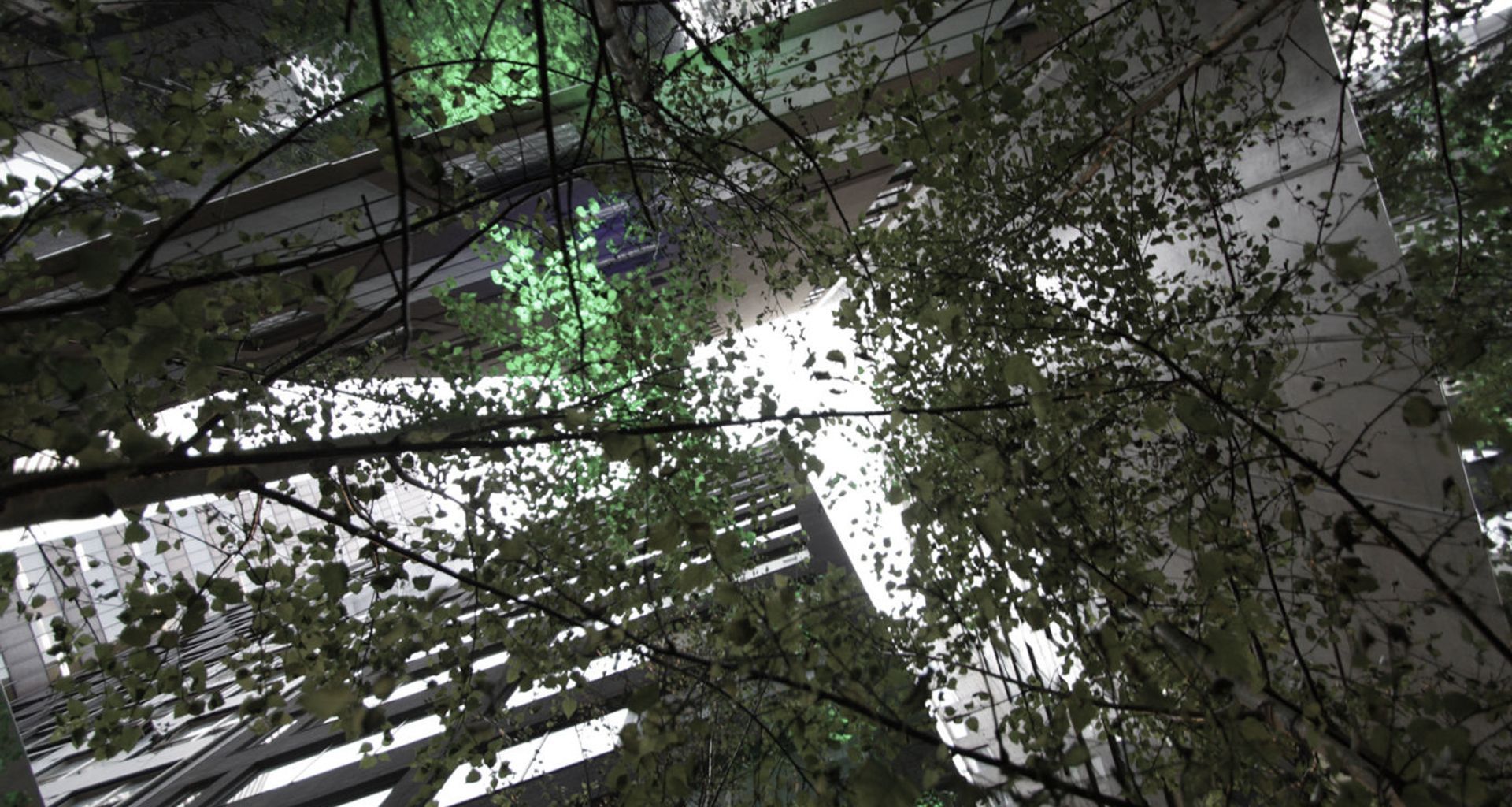 Infinity Forest banner