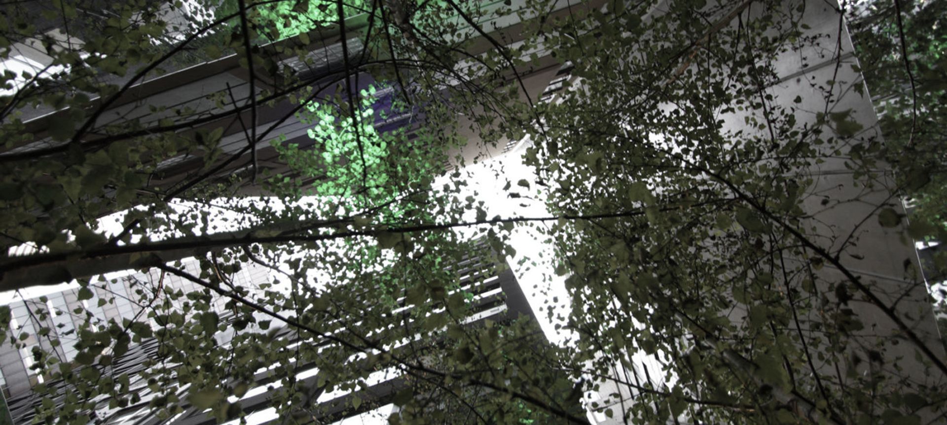 Infinity Forest banner