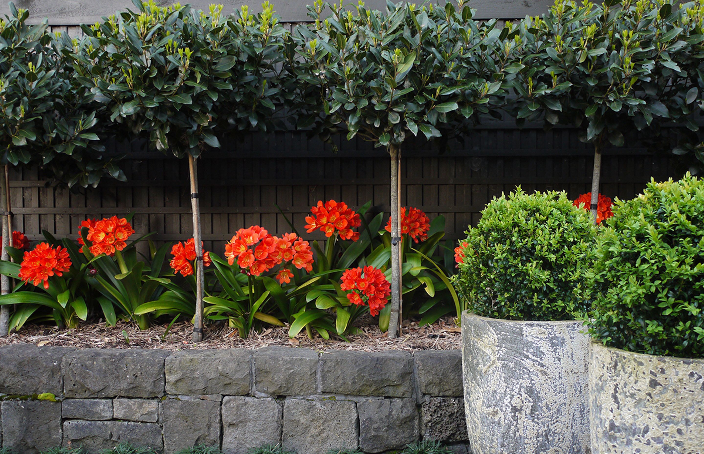 Life Outside: Every home in the Verita development comes complete with carefully designed and implemented outdoor living spaces and landscaping.