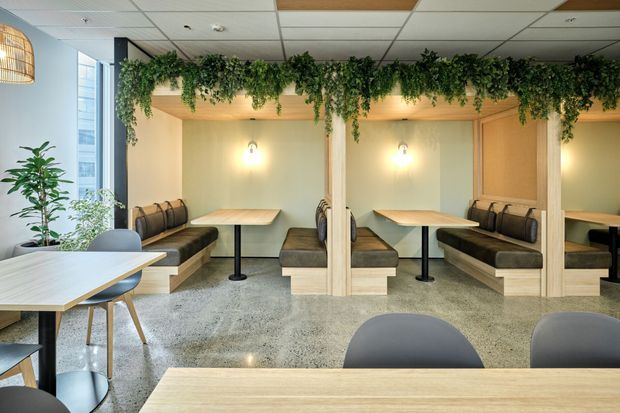Contemporary café or hospitality interior with several built-in booth seating areas, pale timber tables, black pedestal bases, upholstered bench seating, and abundant cascading greenery arranged along a ceiling bulkhead. The space has polished concrete flooring, pale walls, exposed modular ceiling tiles, warm wall sconces, and large windows providing natural light.