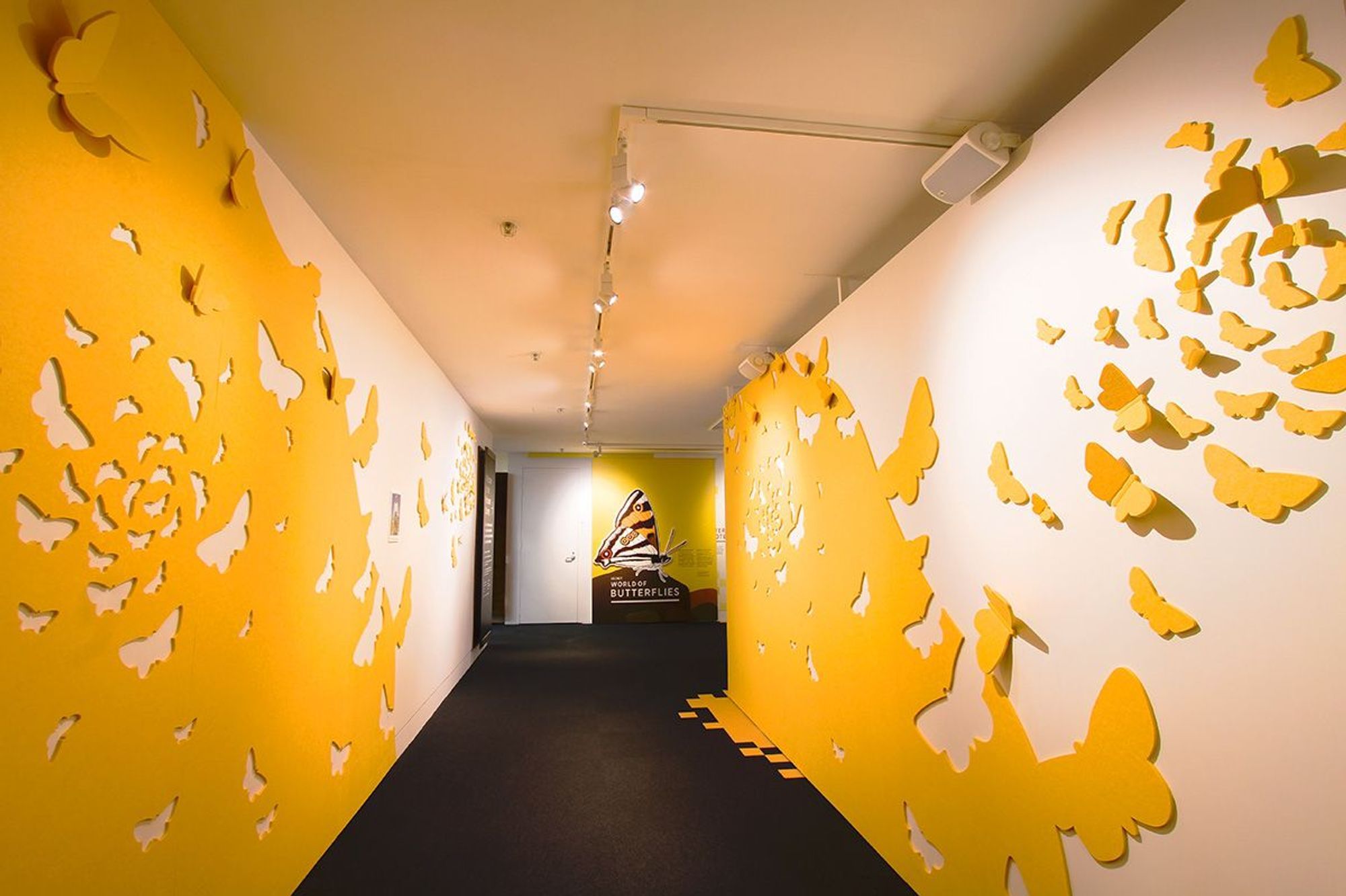 Auckland War Museum - Secret World Of Butterflies
